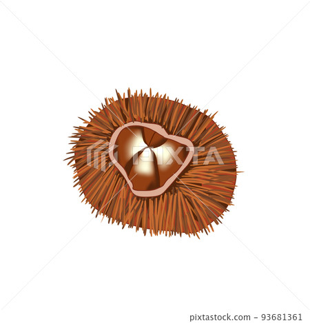 栗子落入殼中的插圖 栗子落入殼中的插圖 93681361