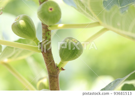 The fig tree produced a lot of fruit The fig tree produced a lot of fruit 93681513
