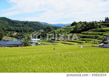 Tomioka Terraced Rice Fields [Akiyama, Uenohara City, Yamanashi Prefecture] 93681634