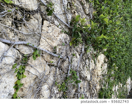 有常春藤的石牆 有常春藤的石牆 93682743