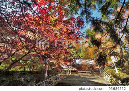 神奈川縣西城寺的紅葉 93684332