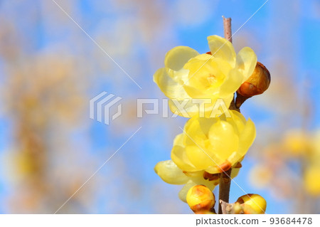 洛白花 洛白花 93684478