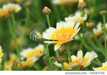 a daisy flowers on back ground of the season landscape. a daisy flowers on back ground of the season landscape. 93684700