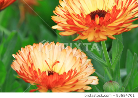 a daisy flowers on back ground of the season landscape. 93684701