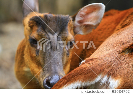 a hog deer stand alone on grassland a hog deer stand alone on grassland 93684702