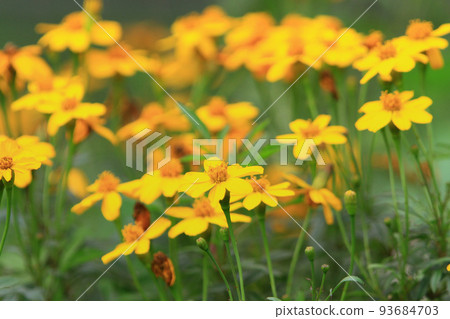 a daisy flowers on back ground of the season landscape. a daisy flowers on back ground of the season landscape. 93684703