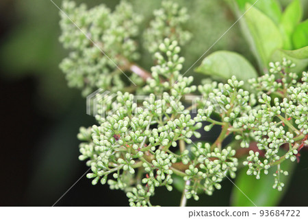 a bouquet of fresh and colorful flowers, the nature concept 93684722