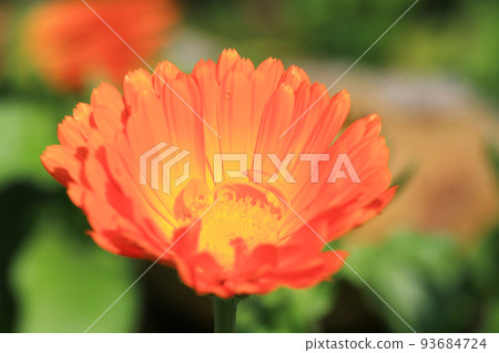 the Zinnia flower with bright red petals just starting to open and bloom the Zinnia flower with bright red petals just starting to open and bloom 93684724