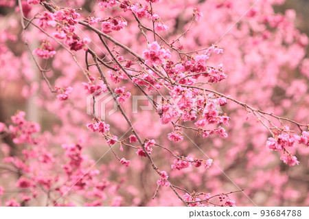 the Cherry blossoms in full bloom at Cheung Chau 5 March 2011 93684788