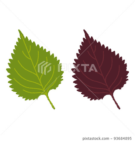 紫蘇（紫蘇）的插圖 93684895