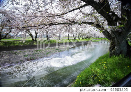 Cherry Blossoms	 93685205