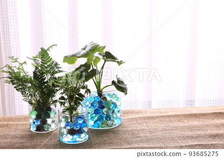 Foliage plant Foliage plant 93685275