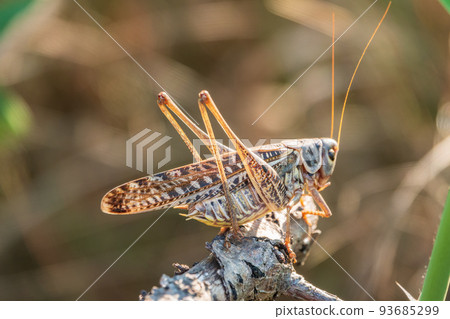 A large brown locust, Locusta migratoria, with a pattern on its body sits on branch among green vegetation in a summer garden. A large brown locust, Locusta migratoria, with a pattern on its body sits on branch among green vegetation in a summer garden. 93685299