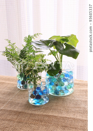 Foliage plant Foliage plant 93685337