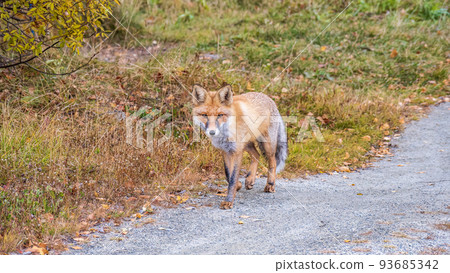 The red fox Vulpes vulpes walks along a path in the forest. 93685342