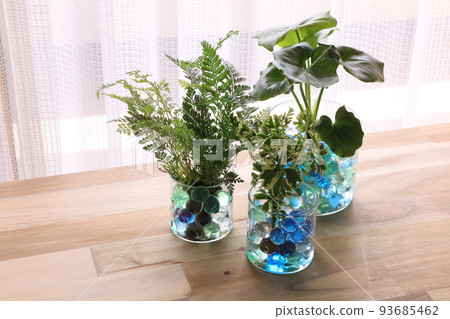 葉子植物 葉子植物 93685462