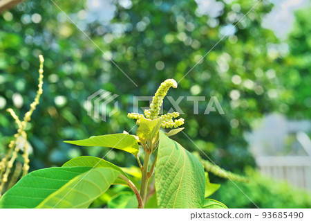 Yellow-green red-green buds (summer, July) 93685490