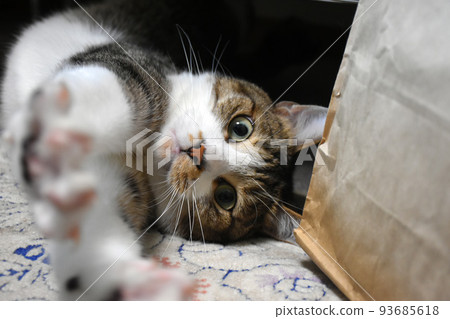 [Protection cat] A mackerel cat lying down on a carpet and playing with a bag 93685618