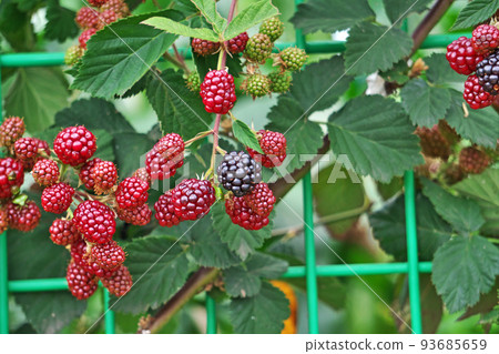 仍然是紅色的黑莓果實(夏季,七月) 仍然是紅色的黑莓果實(夏季,七月) 93685659