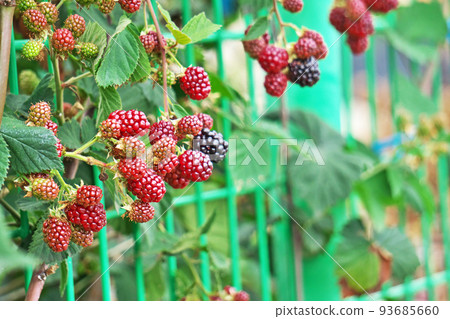 仍然是紅色的黑莓果實(夏季,七月) 仍然是紅色的黑莓果實(夏季,七月) 93685660