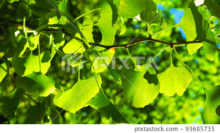 秋天依然綠意盎然的銀杏葉景色(埼玉縣川口市青木町公園綜合運動場) 秋天依然綠意盎然的銀杏葉景色(埼玉縣川口市青木町公園綜合運動場) 93685735