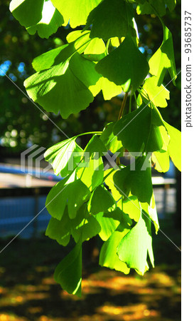 秋天依然綠意盎然的銀杏葉景色（埼玉縣川口市青木町公園綜合運動場） 93685737