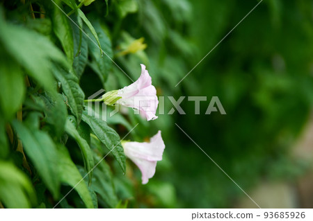 花瓣, 花, 盛開, 初夏, 雨季, 旋花 花瓣, 花, 盛開, 初夏, 雨季, 旋花 93685926