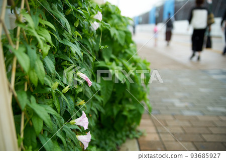Along the street. Roadside, flower, petal, leaf, bindweed, vine, cityscape, Japan Along the street. Roadside, flower, petal, leaf, bindweed, vine, cityscape, Japan 93685927
