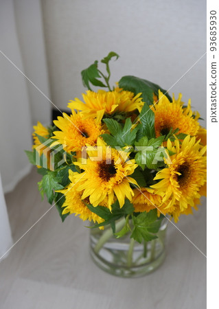 sunflower sunflower 93685930