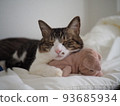 A cat to take a nap 93685934