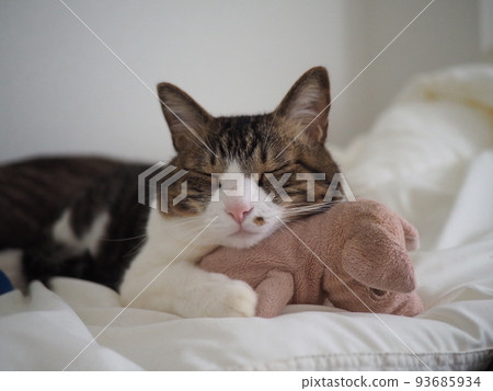 A cat to take a nap A cat to take a nap 93685934
