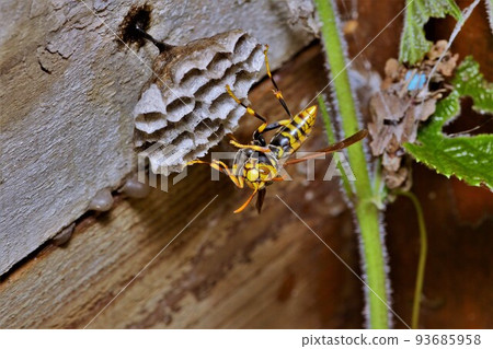 紙黃蜂昆蟲 93685958