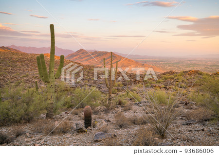 View of Phoenix with  Saguaro cactus 93686006