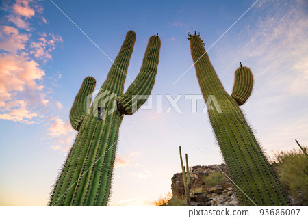 View of Phoenix with  Saguaro cactus View of Phoenix with  Saguaro cactus 93686007