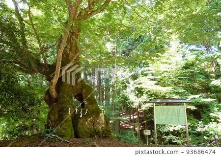 濱澤的大型櫸樹[山梨縣上野原市秋山] 93686474