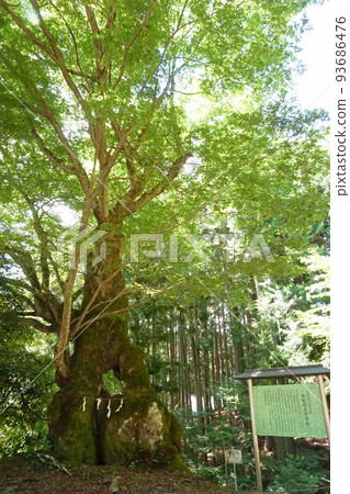 濱澤的大型櫸樹[山梨縣上野原市秋山] 93686476