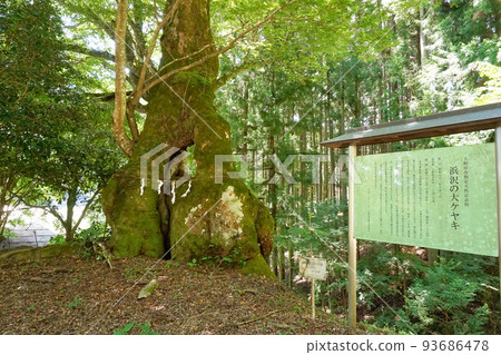 濱澤的大型櫸樹[山梨縣上野原市秋山] 93686478