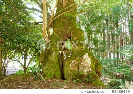 濱澤的大型櫸樹[山梨縣上野原市秋山] 93686479
