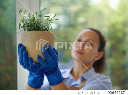 Selective focus on beige ceramic pot with rosemary, in the hands in blue rubber gloves of a blurred woman, a florist caring for indoor plants examines it against a veranda overlooking a country garden Selective focus on beige ceramic pot with rosemary, in the hands in blue rubber gloves of a blurred woman, a florist caring for indoor plants examines it against a veranda overlooking a country garden 93686687