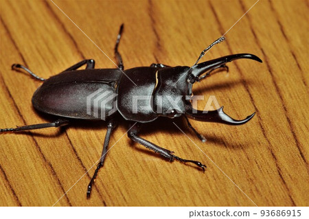 鍬蟲昆蟲 93686915