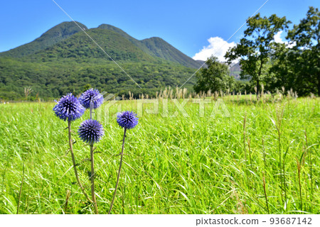 Higotai Blooming Kuju Chojabara Tadewara Wetland Tadewara Wetland Nature Research Road 大分縣九重鎮 93687142