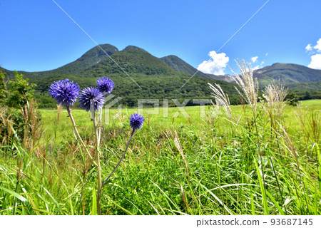 Higotai Blooming Kuju Chojabara Tadewara Wetland Tadewara Wetland Nature Research Road 大分縣九重鎮 Higotai Blooming Kuju Chojabara Tadewara Wetland Tadewara Wetland Nature Research Road 大分縣九重鎮 93687145
