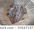 Photographic image of squid 93687197