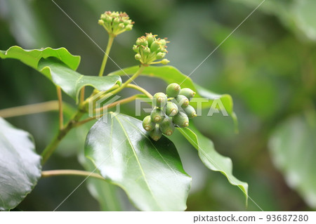 Fruit-bearing mask (Kakuremino) 93687280