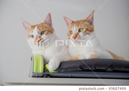 一隻貓 一隻貓 93687409