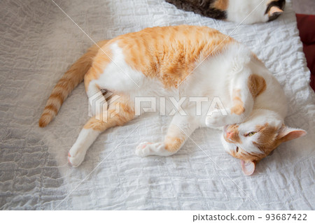 Cat  93687422