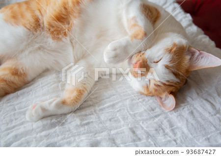 Cat Cat 93687427