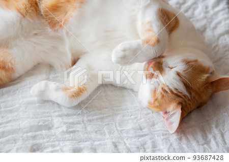 Cat Cat 93687428