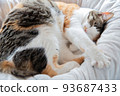 Cat  93687433