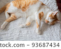 Cat  93687434